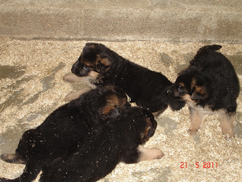 chiot Berger Allemand de la Closerie Sandwill